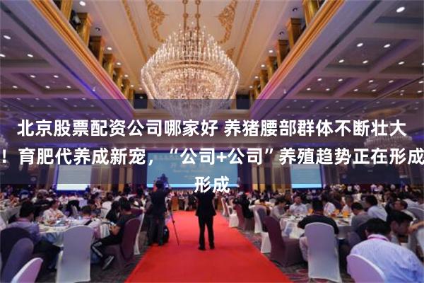 北京股票配资公司哪家好 养猪腰部群体不断壮大！育肥代养成新宠，“公司+公司”养殖趋势正在形成